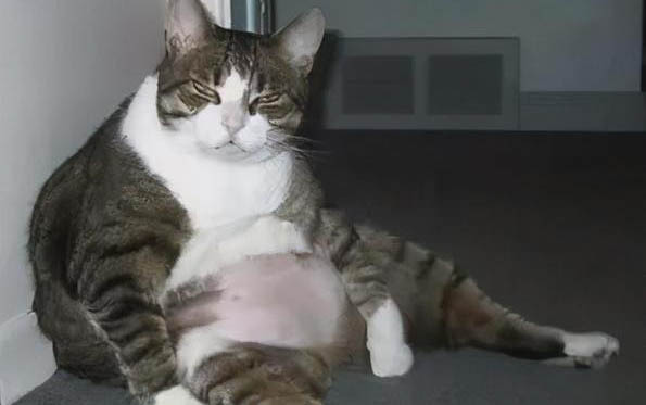 小猫出生多久可以打针