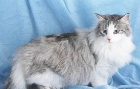 猫咪已经两天不吃不喝了