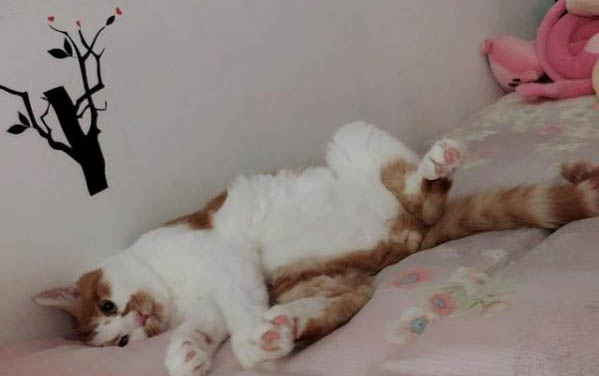 猫咪多久剪一次指甲好