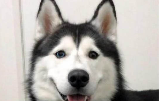 狗狗白内障可以治好吗