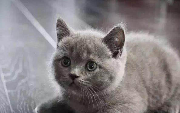 猫咪感冒可以自愈吗