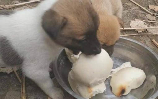 狗吃犬心保需要空腹吗