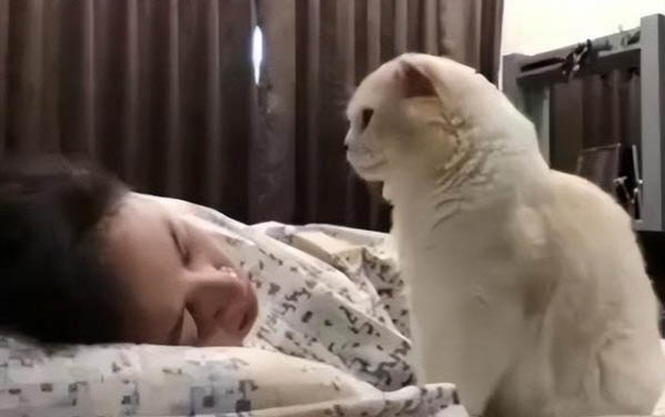 刚睁眼的小猫怎么喂养好