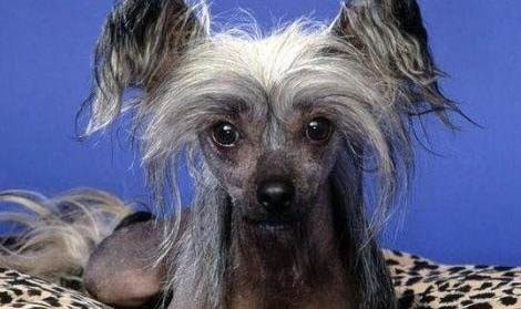 中国冠毛犬不爱吃东西的原因及处理方法