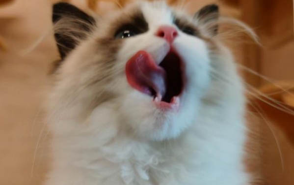 请问猫咪呕吐的原因及处理方法?