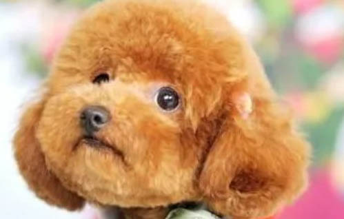 泰迪寿命是多久