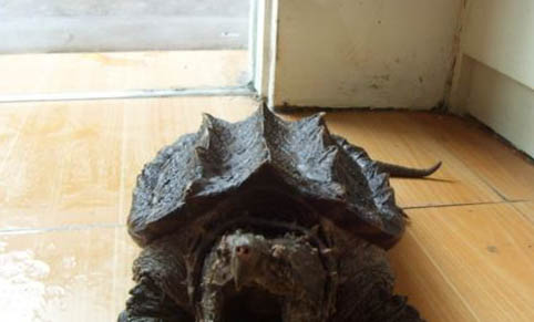 鳄龟一年能长多少厘米