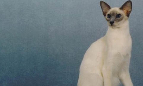 两个半月的猫咪体重多少正常？