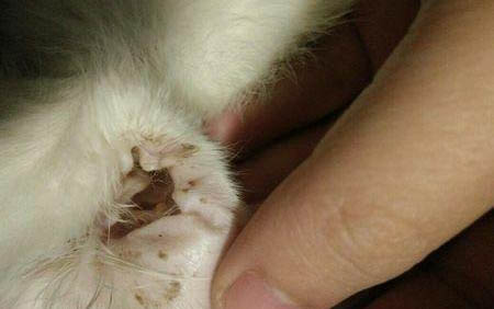 4个月猫咪的小鸡突然出来了是为啥
