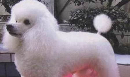 饲养贵宾犬需要注意的事项