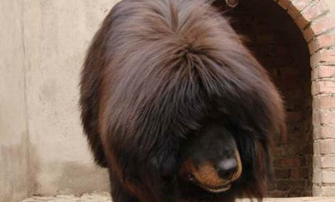 哪里有藏獒幼犬出售