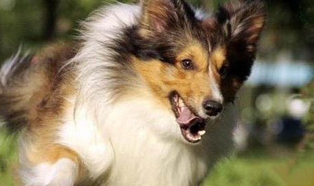 哪里有卖边境牧羊犬