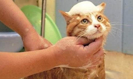 猫器官衰竭的表现