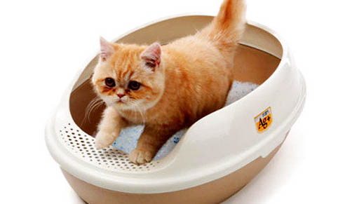 猫怎样区分公母