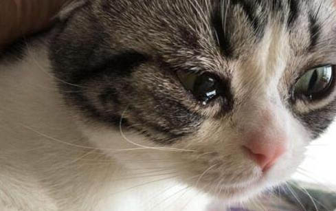 怎么看小猫是不是故意尿床?