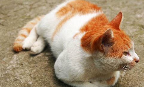 猫咪肠胃炎可以自愈吗