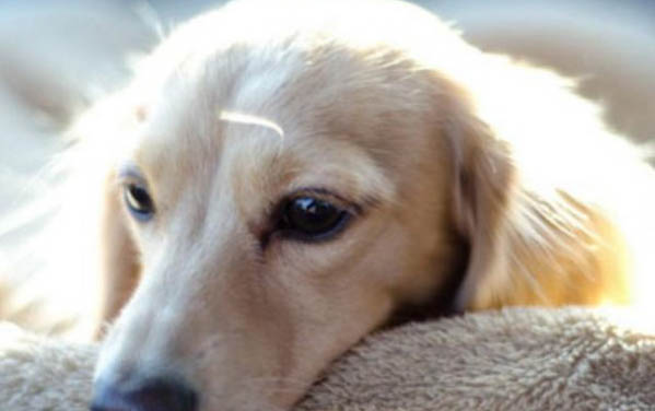 小狗多久可以离开妈妈