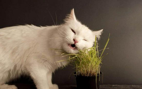 出生几天的小猫突然死了什么原因?