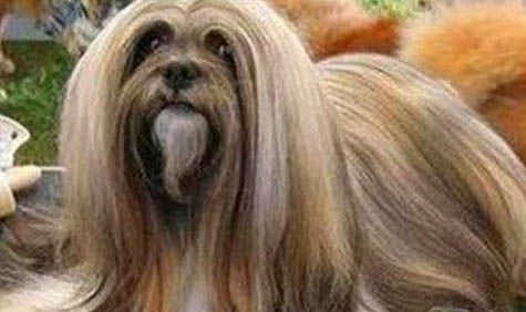 拉萨犬呕吐不吃东西的原因及处理方法