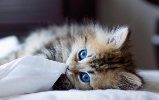 刚出生的小猫不吃奶多久会饿死？