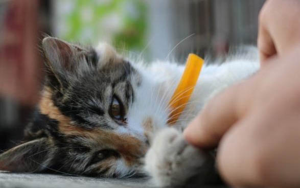 猫咪一天吃多少正常