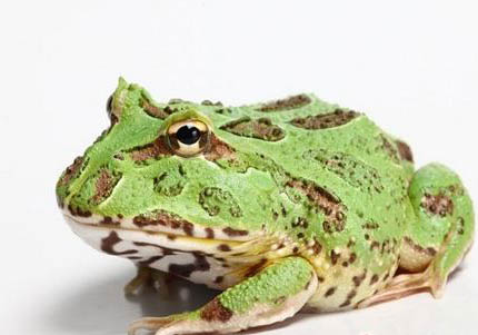 角蛙多久脱一次皮