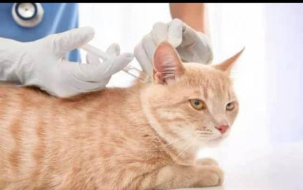 小猫抓伤出血有事吗?