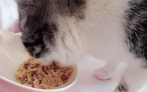 猫咪吹空调会感冒吗怎么办