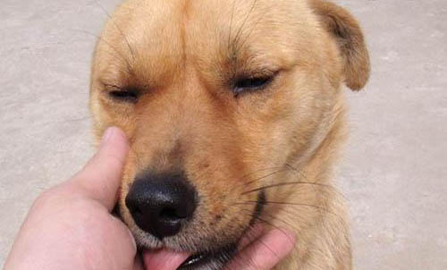 中华田园犬有哪些品种