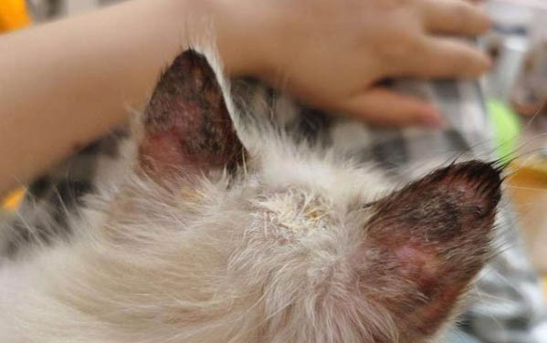怎么可以让猫咪拉屎不臭