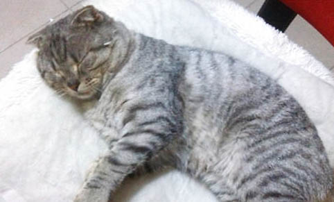猫鼻子干燥嗜睡无精神不吃饭怎么办啊?