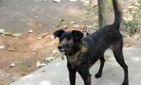 蓝斑猎犬打猎怎么样?