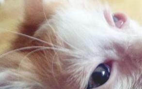 多大的小猫开始驱虫