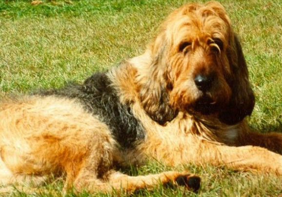 田野小猎犬打嗝怎么办