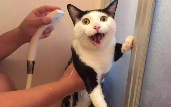 宠物猫口臭的原因及处理方法