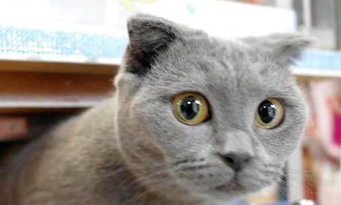 蓝猫寿命一般能活多少年