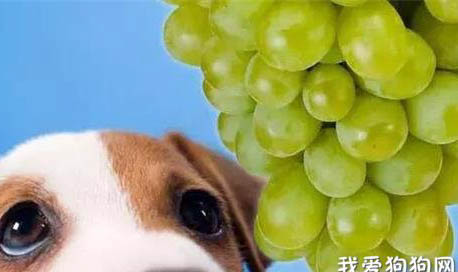 狗子可以吃葡萄吗