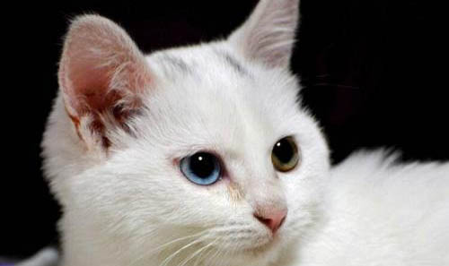波斯猫感冒咳嗽一般几天可以好