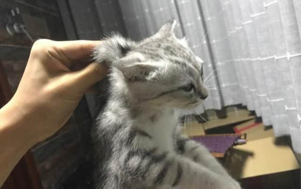 猫能活多久
