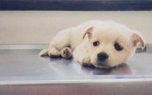 狗狗过敏是什么症状表现