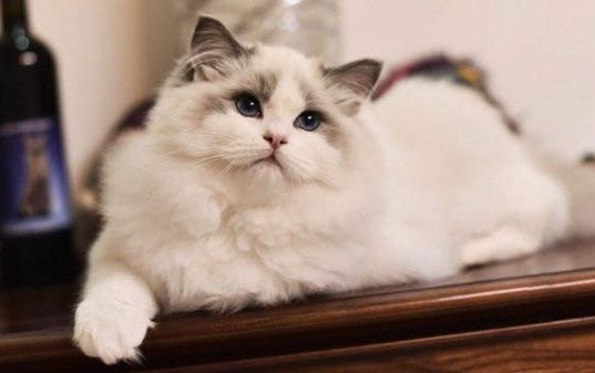 猫咪的鼻子变白是不是生病了