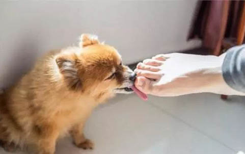 犬瘟如果不治的话能撑多久