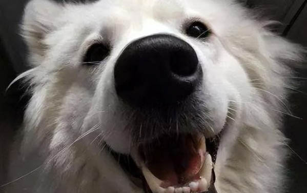 狗狗能吃西梅吗