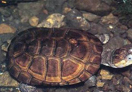 沼泽侧颈龟和西非侧颈龟的区别是什么