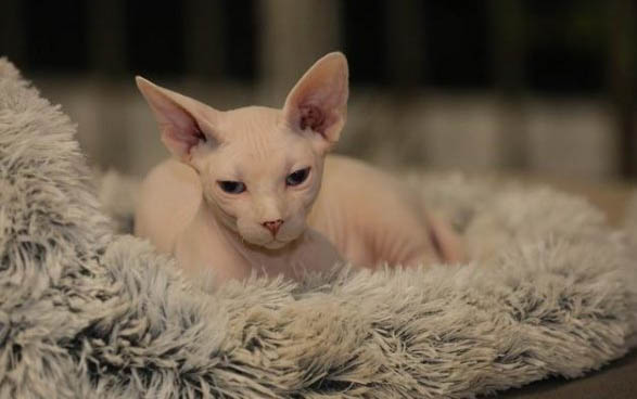 猫咪肾衰竭不吃东西咋办
