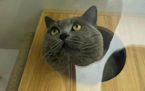 猫咪有时候会像哮喘一样怎么回事