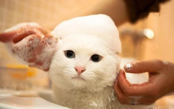 猫咪能吃鸡腿吗