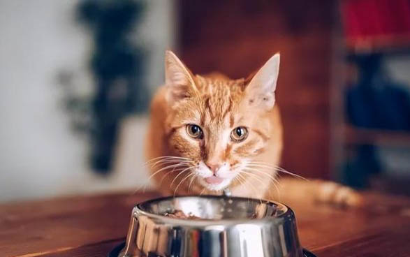 请问猫咪呕吐的原因及处理方法？
