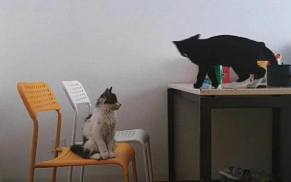 猫咪肛门腺溃烂怎么办