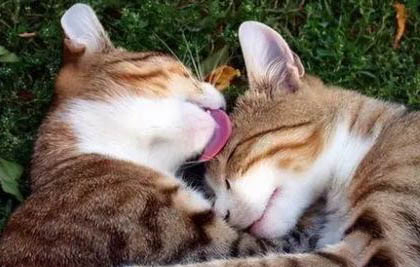 猫咪绝育后一直睡觉是什么原因